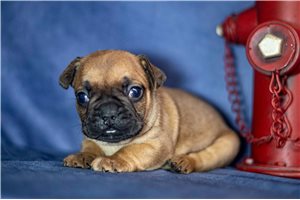 Rudy - French Bulldog for sale