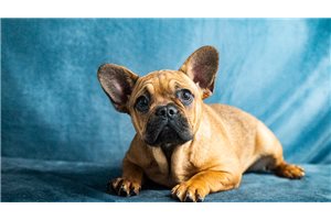 Amy - French Bulldog for sale