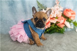 Clover - French Bulldog for sale