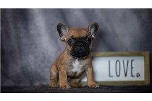 Riyo - French Bulldog for sale