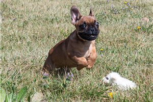 Rudy - French Bulldog for sale
