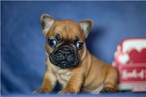 Ruger - puppy for sale