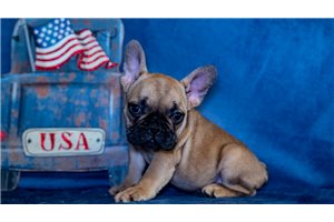 Andrew - French Bulldog for sale