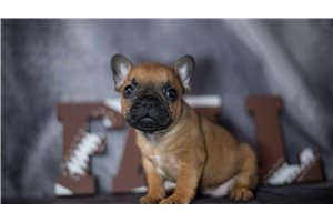 Rhett - French Bulldog for sale