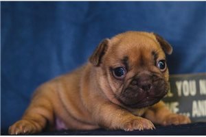 Carina - French Bulldog for sale