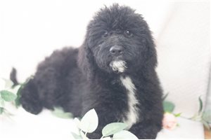 Sam - Goldendoodle for sale