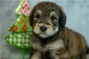 Nathaniel - Labradoodle for sale