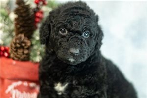 Noelle - Labradoodle for sale