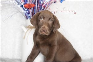 Fae - Labrador Retriever for sale