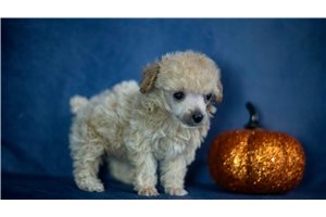 Libby - Poodle, Miniature for sale