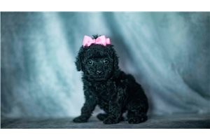 Layla - Poodle, Miniature for sale