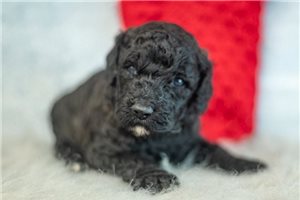 Enno - Miniature Poodle for sale