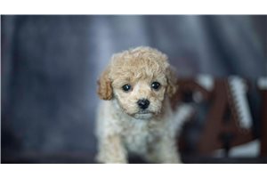 Lucky - Poodle, Miniature for sale