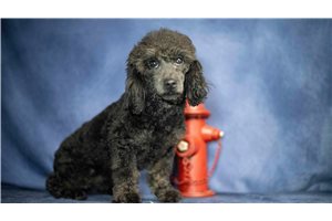 Lado - Poodle, Miniature for sale
