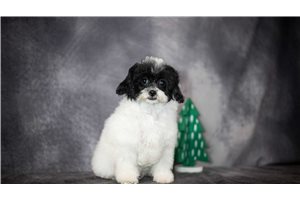 Stevie - puppy for sale