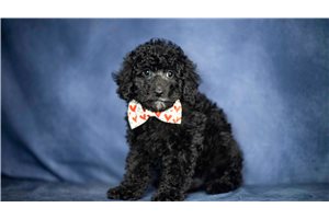 Harlem - Poodle, Miniature for sale