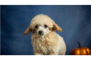 Libby - Miniature Poodle for sale