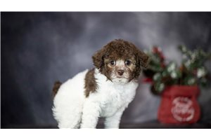 Rachel - Poodle, Miniature for sale