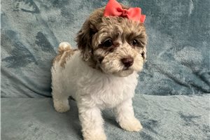 Lyra - puppy for sale