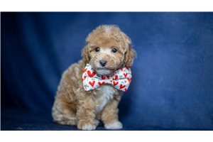 Logan - Miniature Poodle for sale