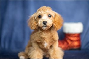 Loki - puppy for sale