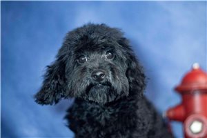 Shay - Poodle, Miniature for sale