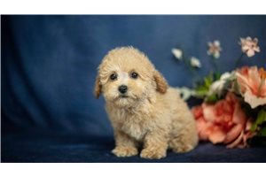 Lemon - Miniature Poodle for sale