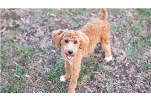 Rev - Poodle, Miniature for sale