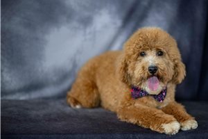 Rev - Poodle, Miniature for sale