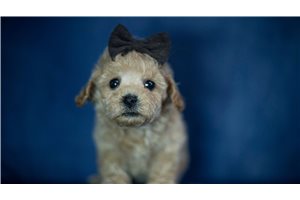 Lemon - Poodle, Miniature for sale
