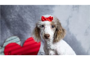 Quanna - Poodle, Toy for sale