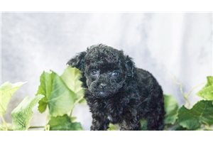 Raven - Miniature Poodle for sale