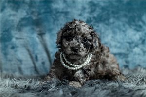 LeAnn - Toy Poodle for sale