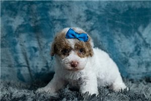Quemby - Poodle, Toy for sale