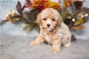 Ruben - Poodle, Toy for sale