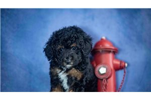 Henry - Poodle, Toy for sale