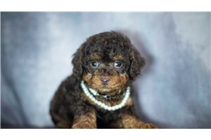 Kinsley - Poodle, Toy for sale