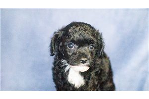 Rocky - Poodle, Miniature for sale