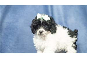 Ember - Poodle, Toy for sale