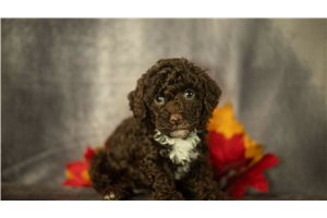 Hannah - Poodle, Toy for sale