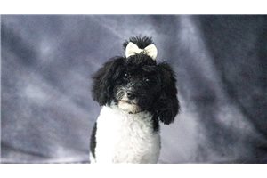 Sybil - Poodle, Toy for sale