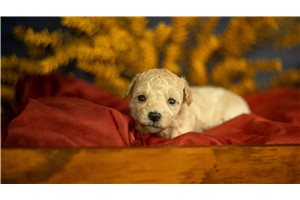 Libby - puppy for sale