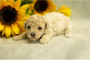 Isabella - Poodle, Toy for sale