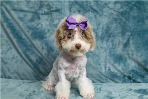 Quemby - Poodle, Toy for sale