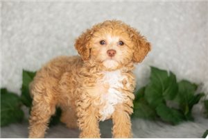 Rider - Poodle, Toy for sale