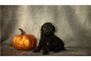 Layla - puppy for sale