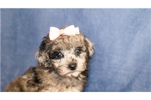 Rayann - Miniature Poodle for sale