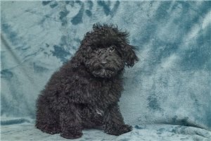 Rex - Poodle, Toy for sale