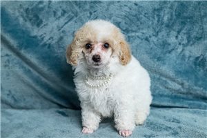 Miley - Toy Poodle for sale