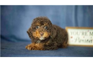 Kiki - Toy Poodle for sale
